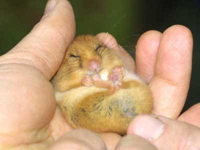 The Door Mouse